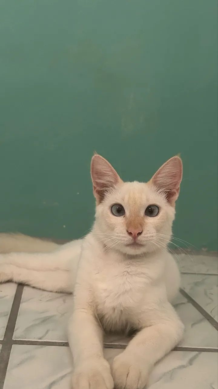 Gatinho  - Foto 4