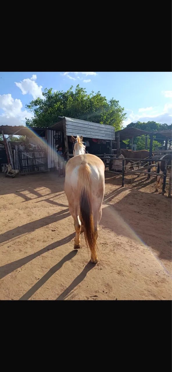 Cavalo penti horse  - Foto 2