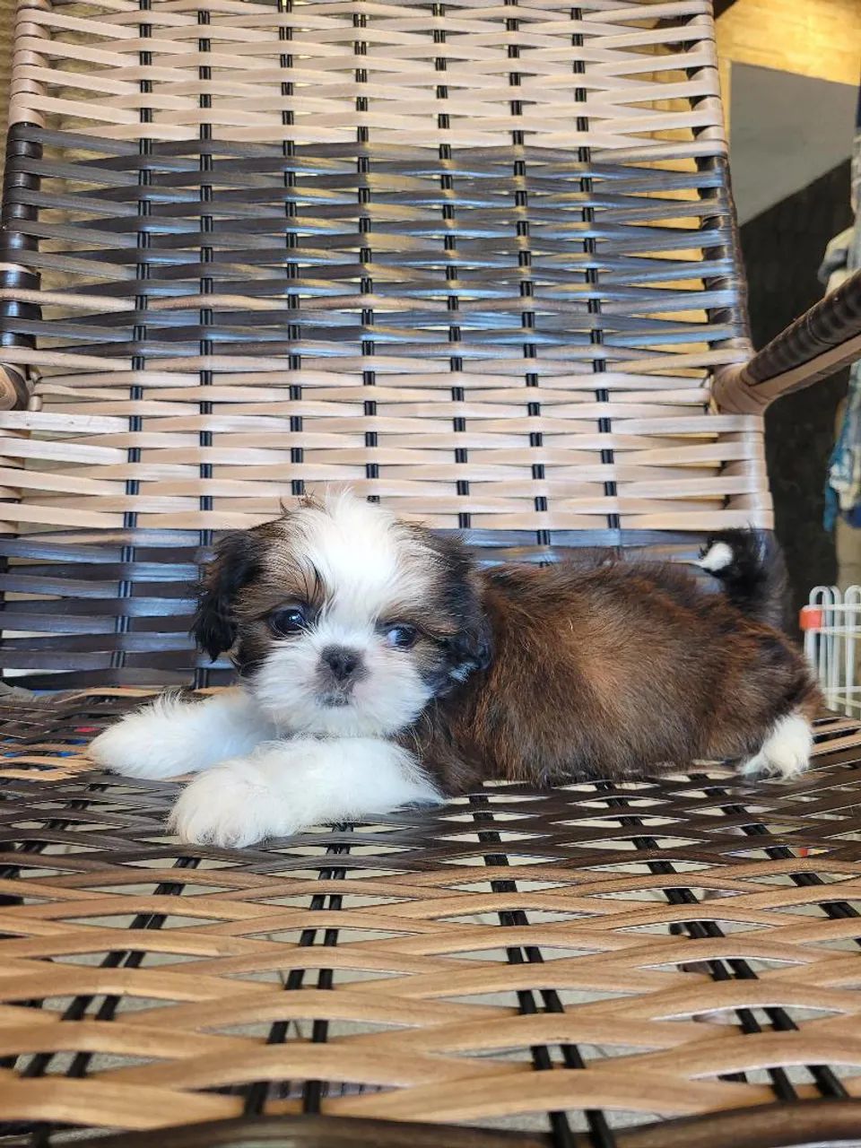 Shihtzu  - Foto 4