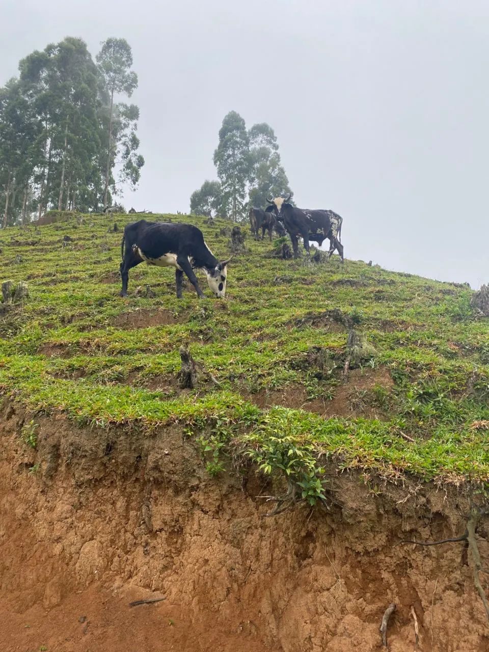 Sítio a venda  - Foto 4