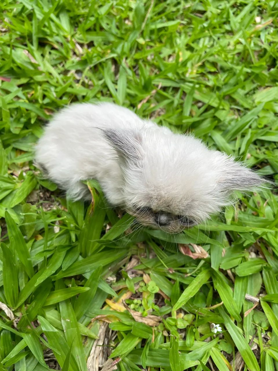 Persa himalaia femia - Foto 3