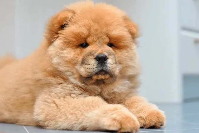 Chow Chow  - Foto 2