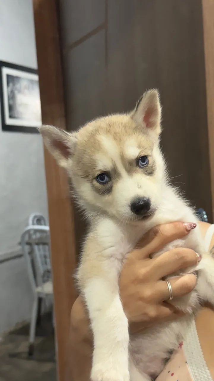Filhote husky 
