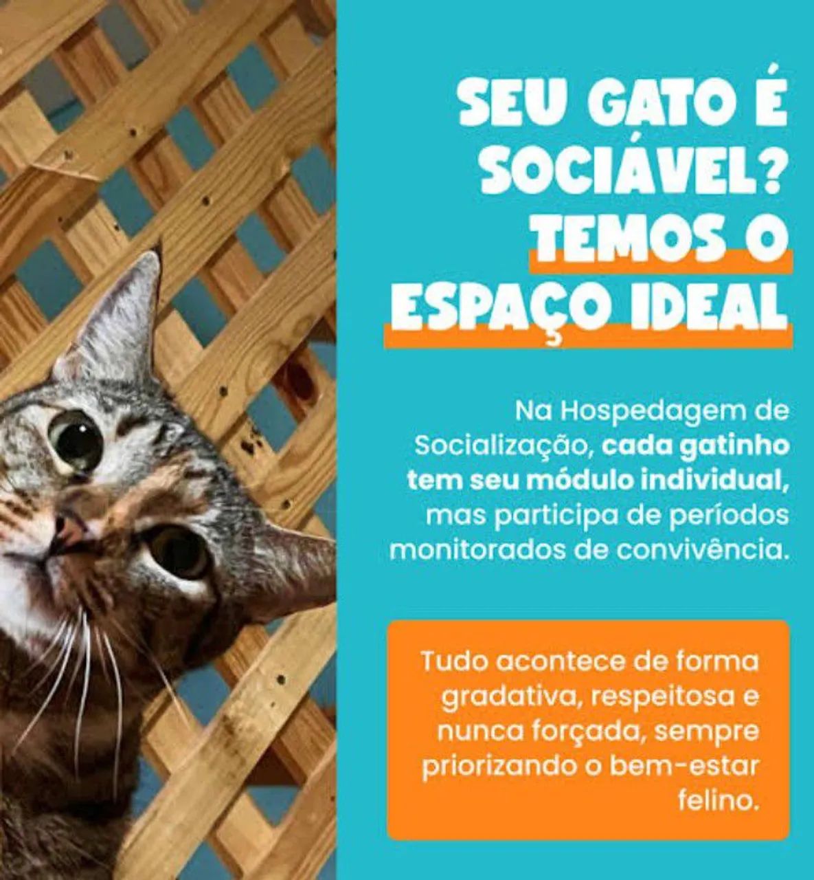 Hospedagem domiciliar para Gatos.
