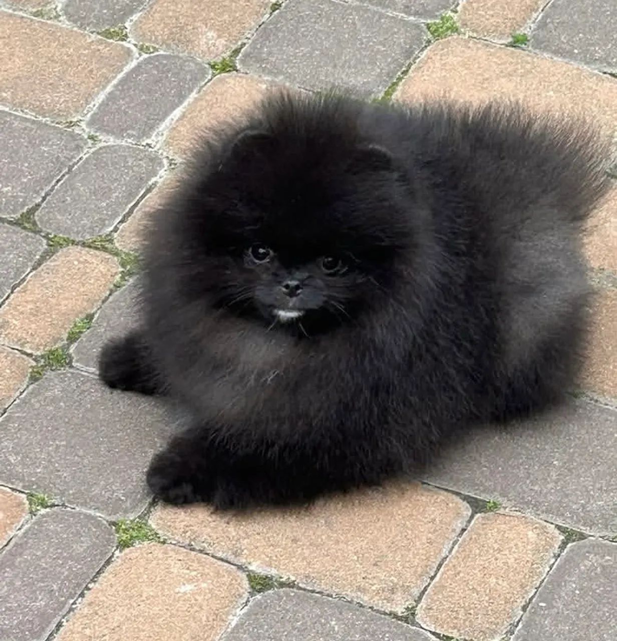 Lulu da pomeranea  - Foto 2