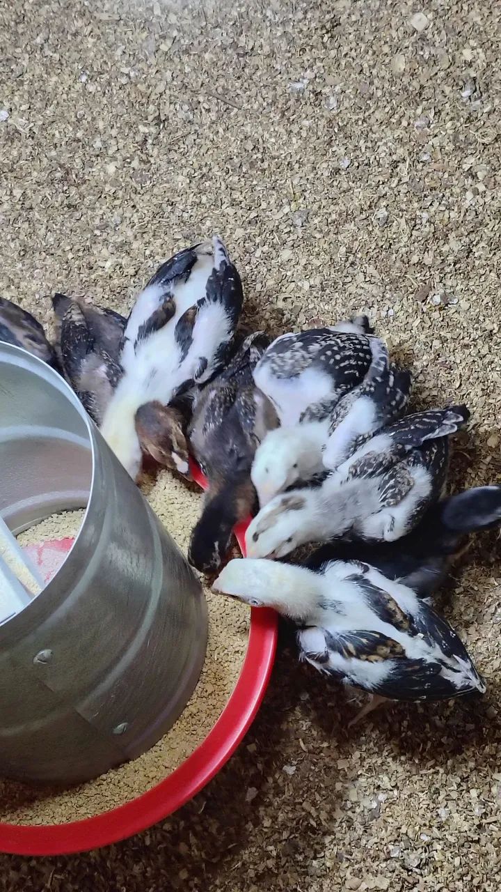 Pintos da raça Mura conhecido como carioca com 25 dias valor individual r$ 30 - Foto 2