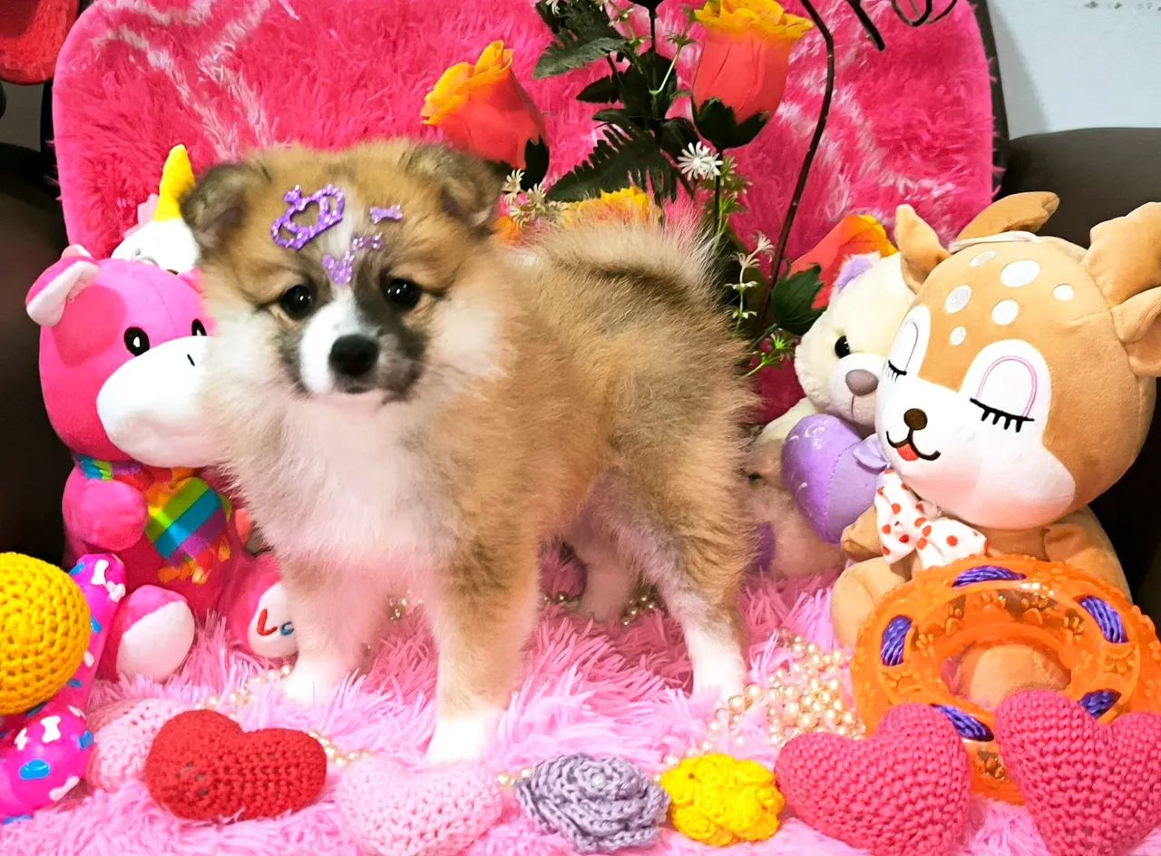 Linda Lulu da Pomerânia