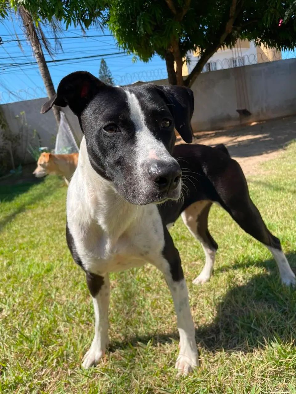 Doação de cachorra  - Foto 3