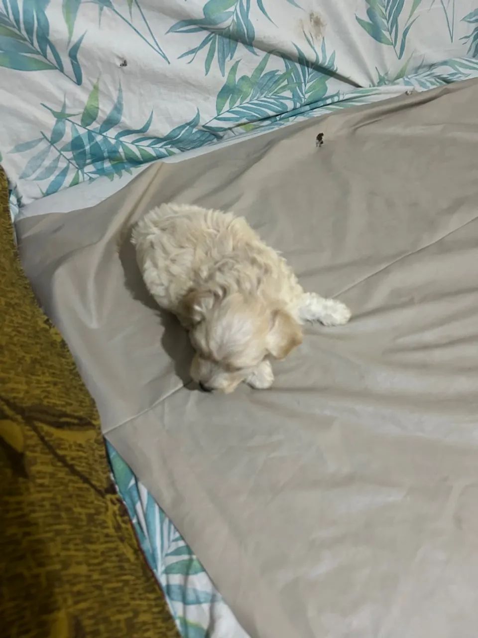 Cachorro 