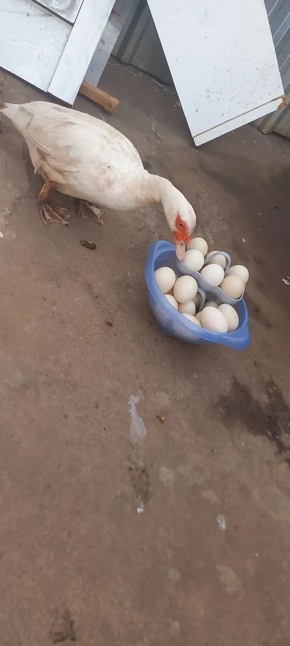 Ovos de pato - Foto 2