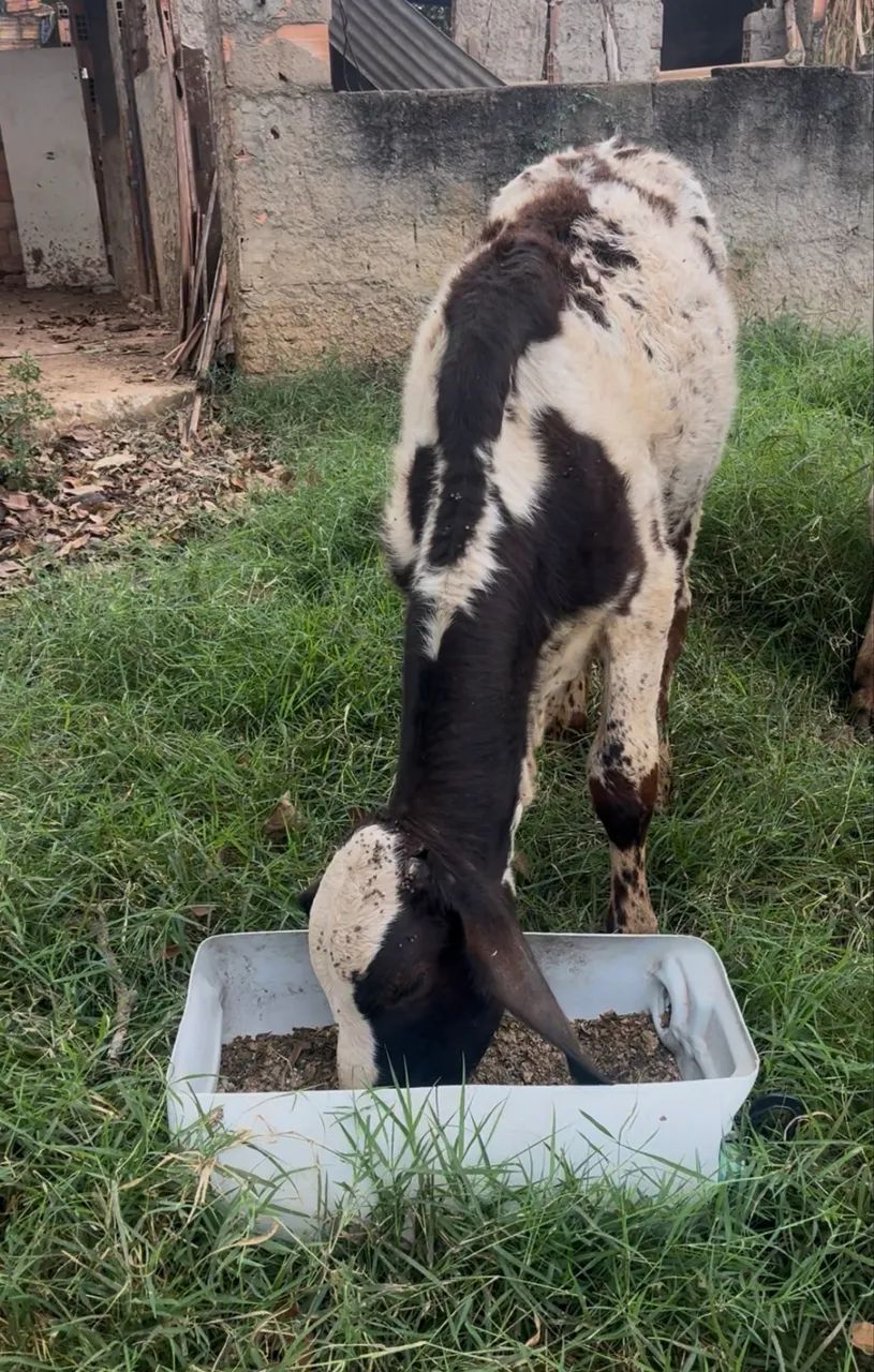 Bezerro  - Foto 2
