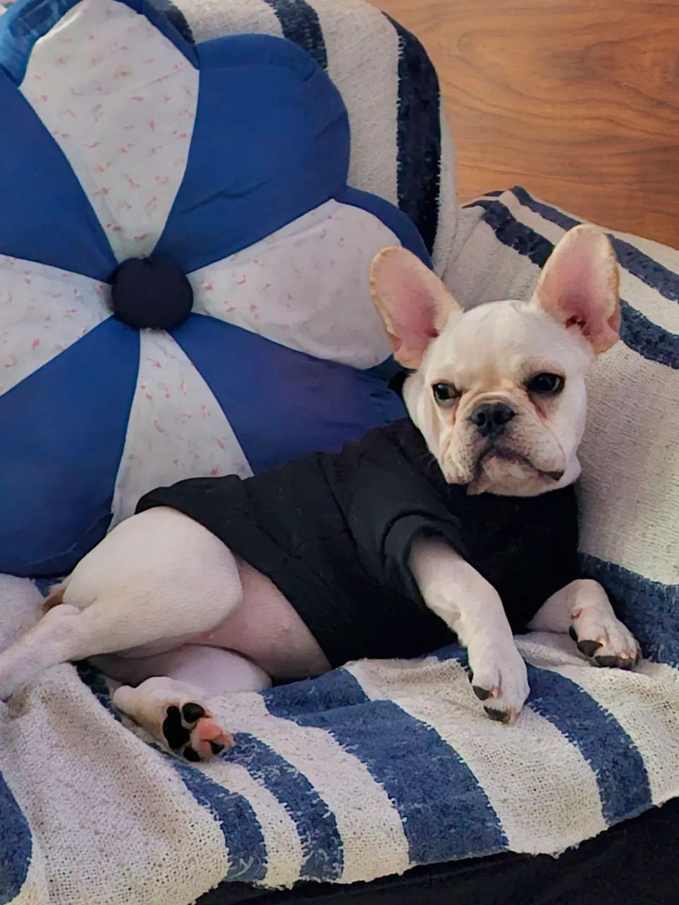 Bulldog francês  - Foto 5
