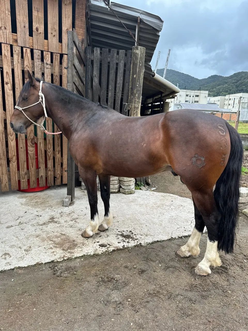 Cavalo crioulo  - Foto 2