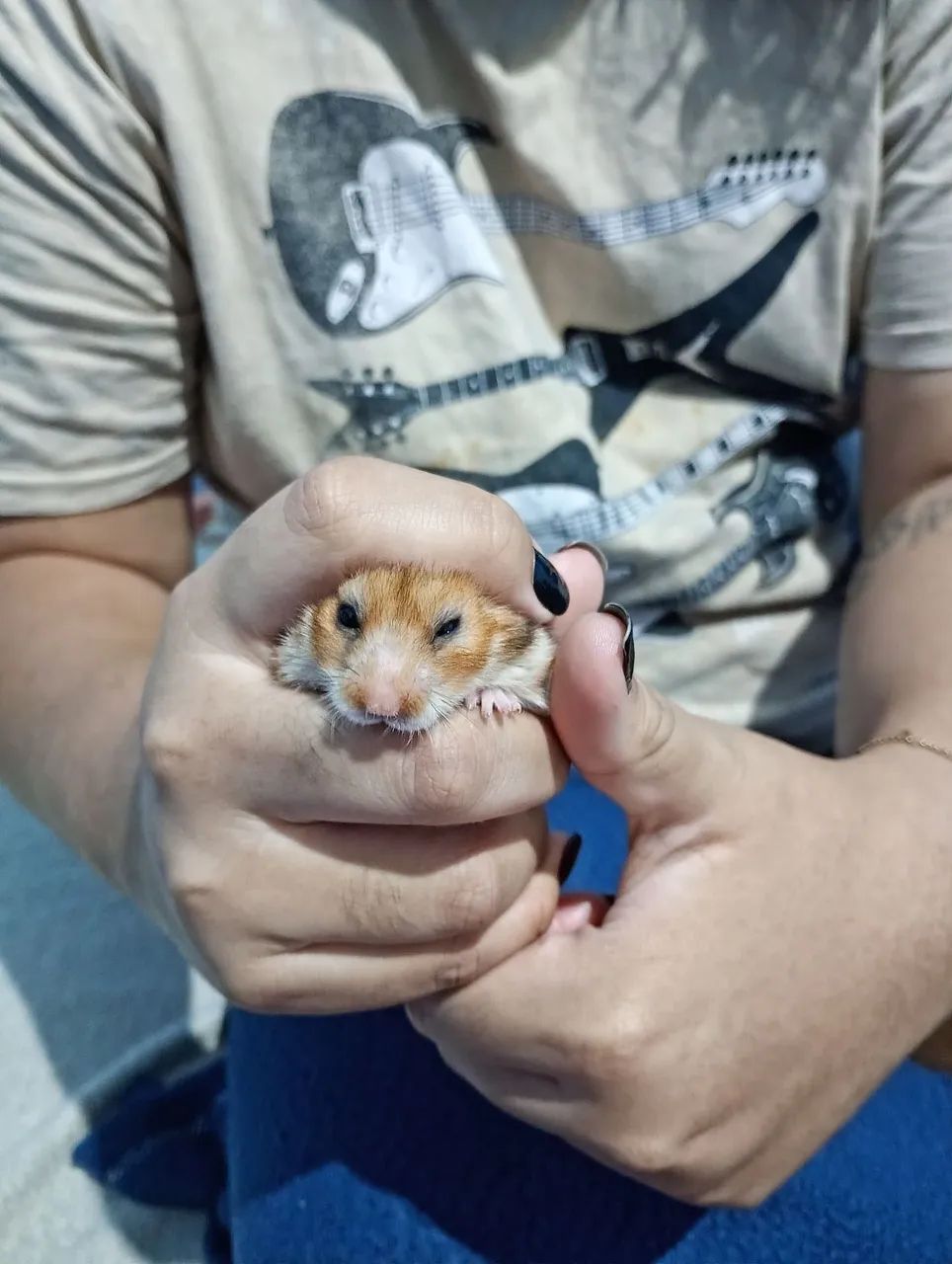 Hamster sírio  - Foto 3