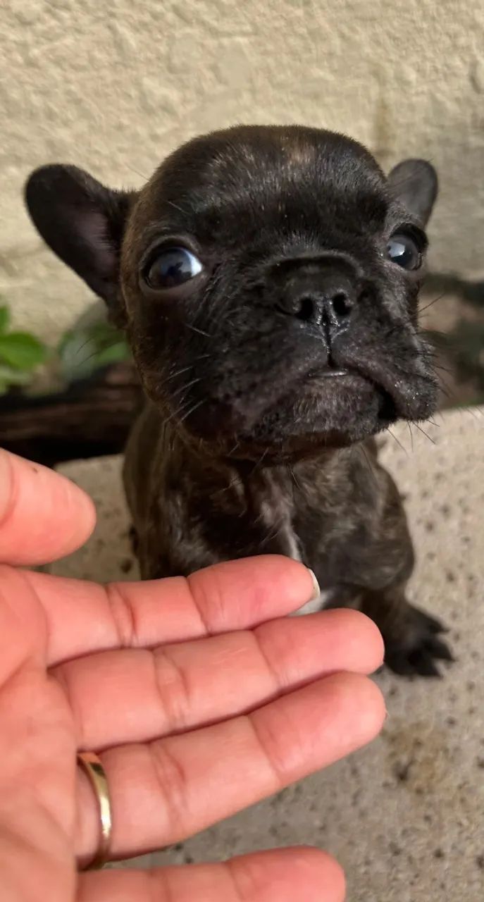 Bulldog  - Foto 2
