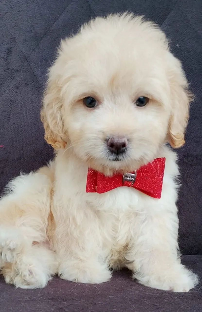 Cachorrinho Poodle - Foto 4