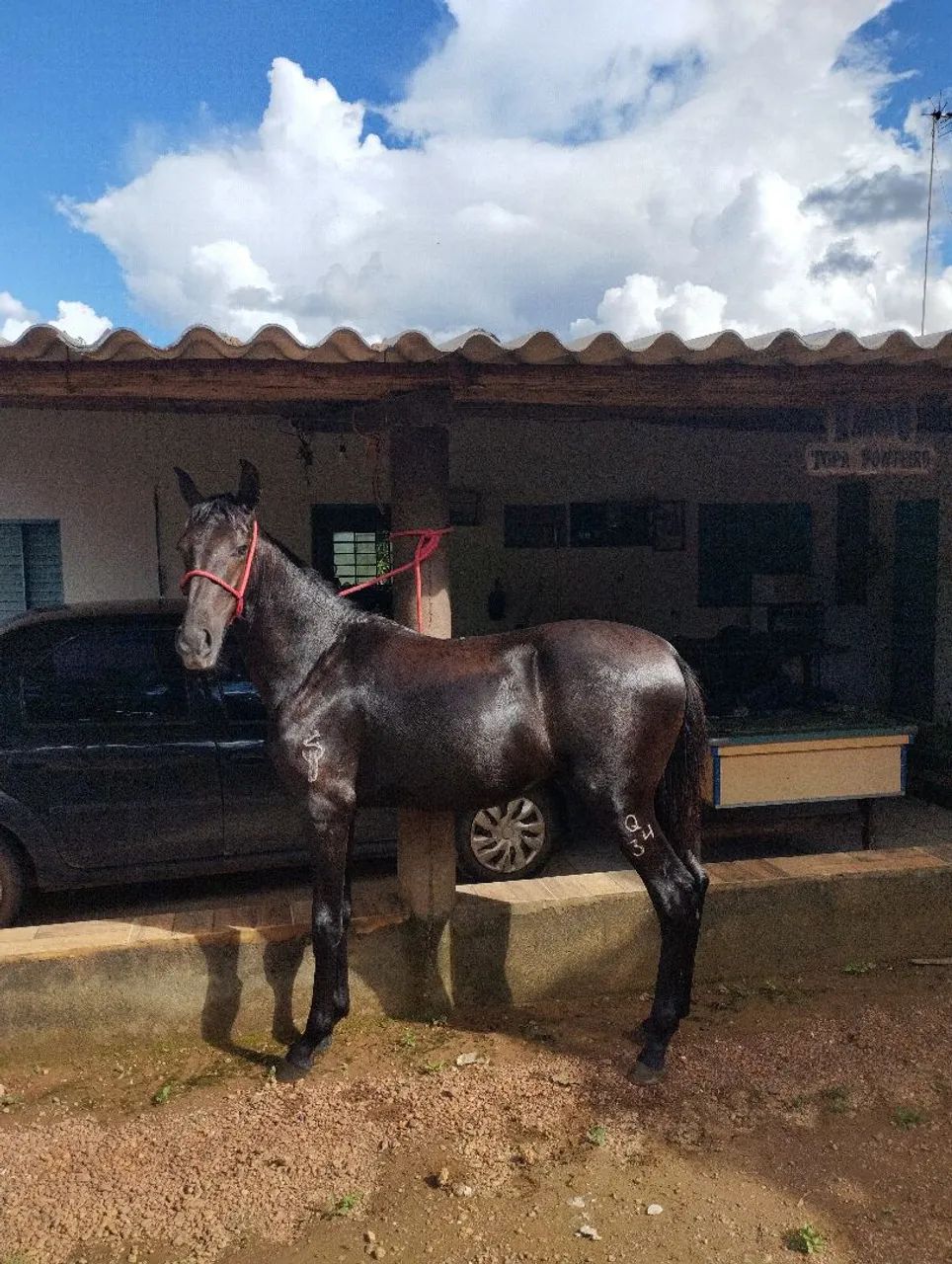 Potro mangalarga registrado tordilho negro - Foto 3