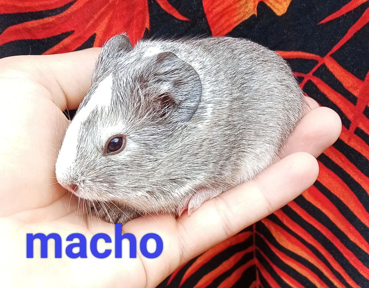 Porquinho da índia  - Foto 2