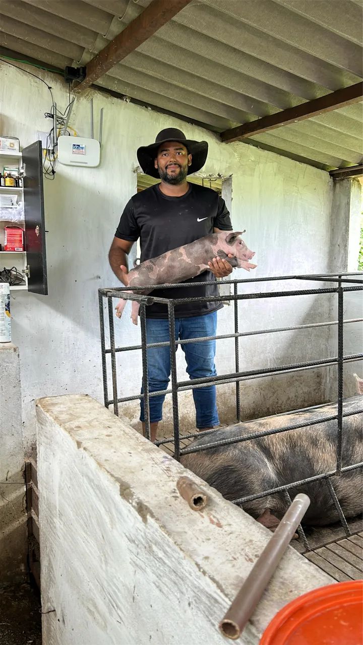 Leitões ?  - Foto 4