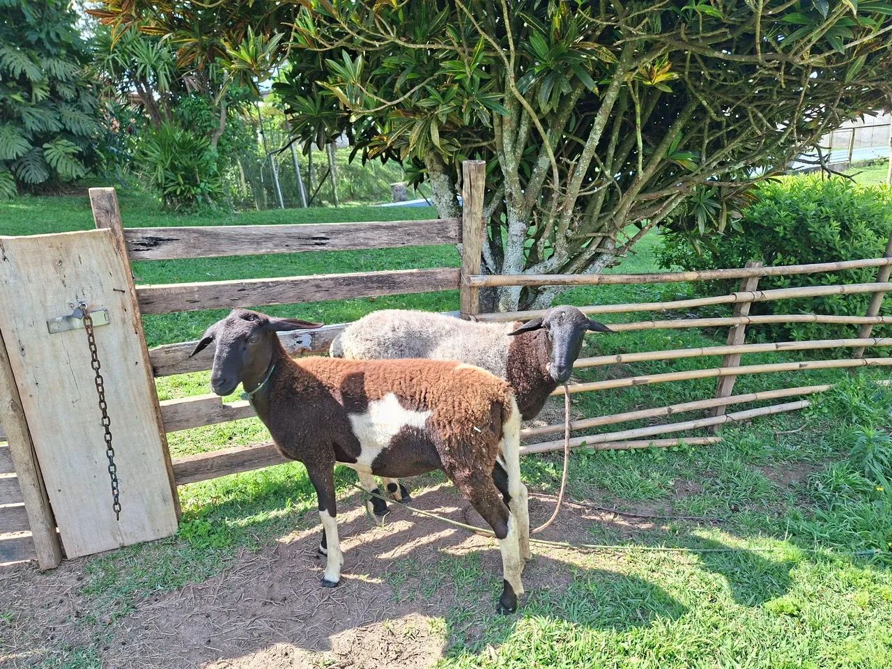 Ovelhas  - Foto 2