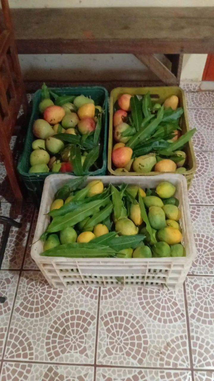 Manga ? Rosa e Espada  - Foto 2