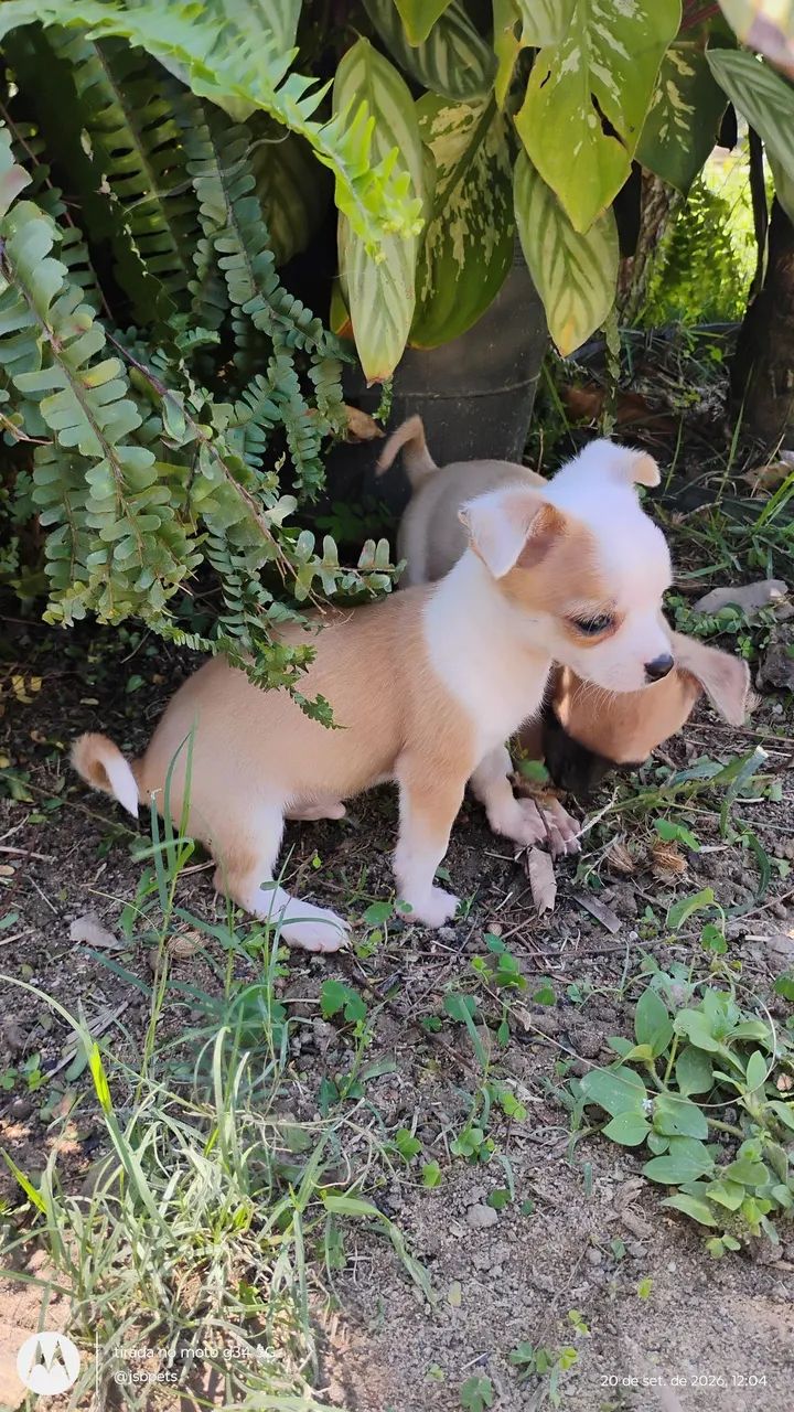 Chihuahua #MACHO - Foto 4