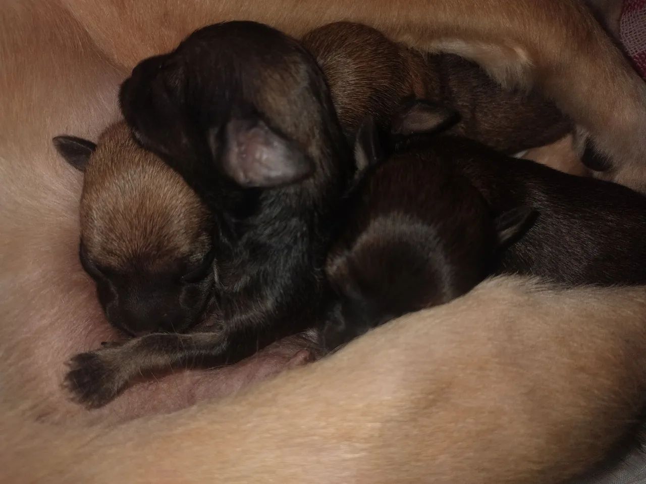 Cachorro para adoção  - Foto 4