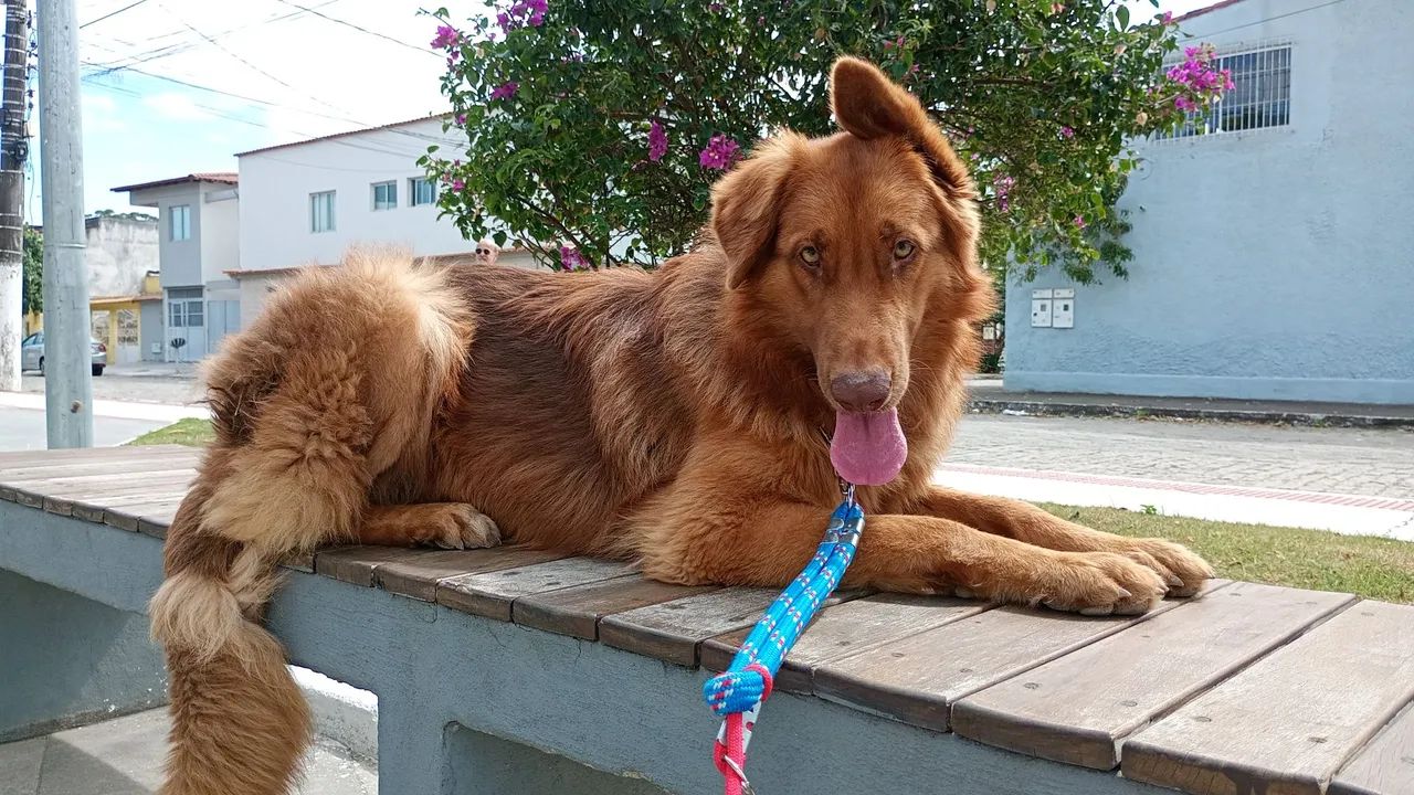 Adestrador e Passeador de cães  - Foto 5