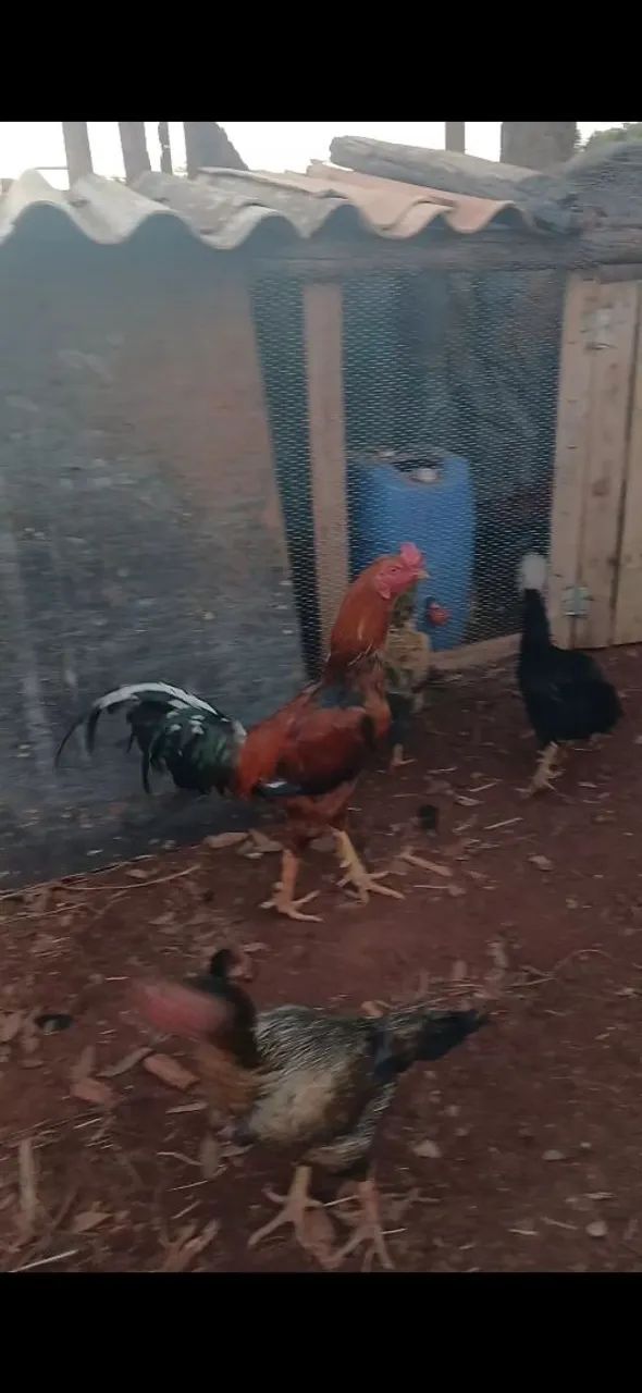 Galo indio