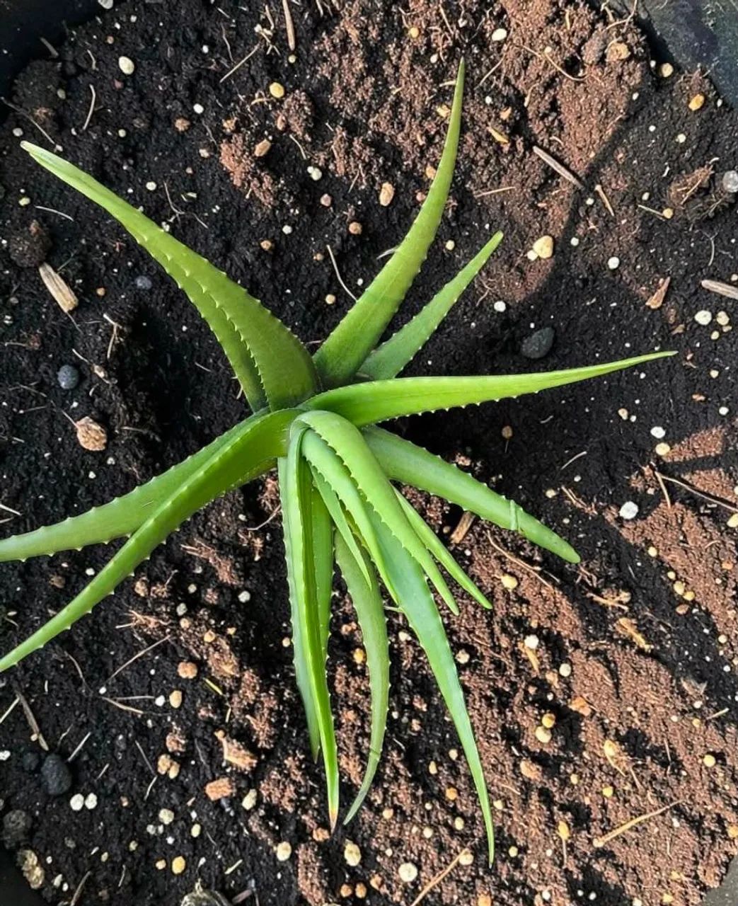 Aloe Vera (Babosa) - Foto 3
