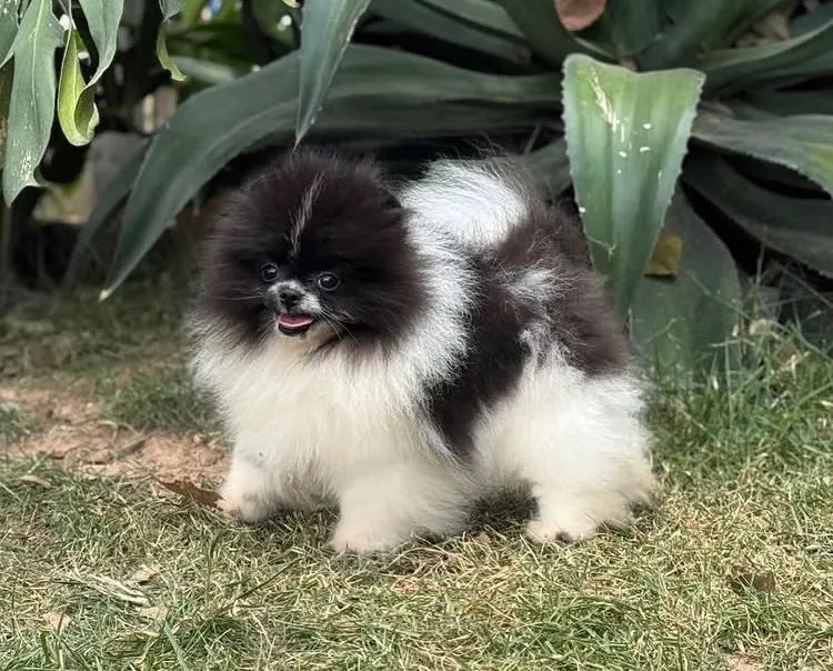 Spitz alemão anao