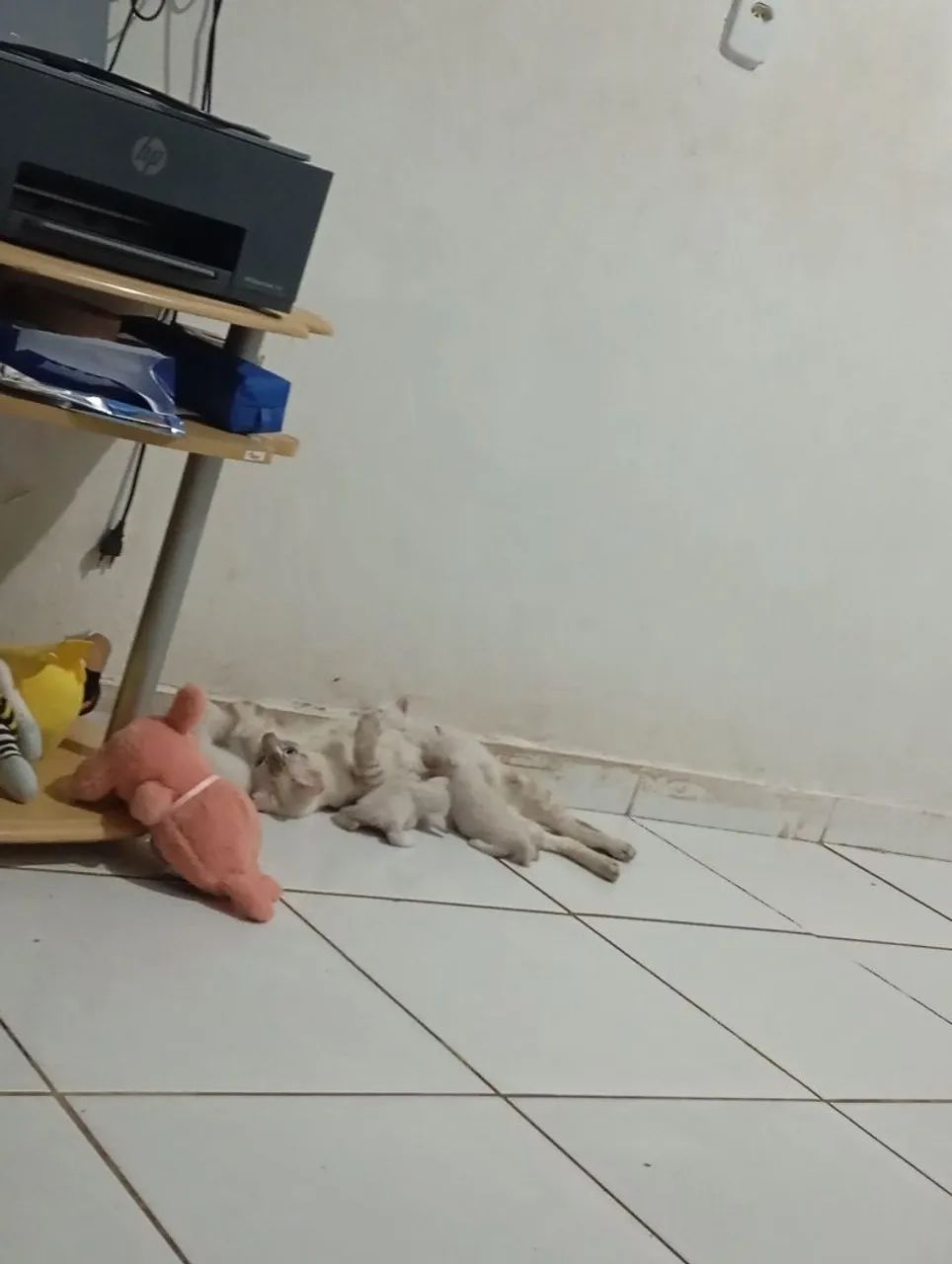 Doação de gatos - Foto 2