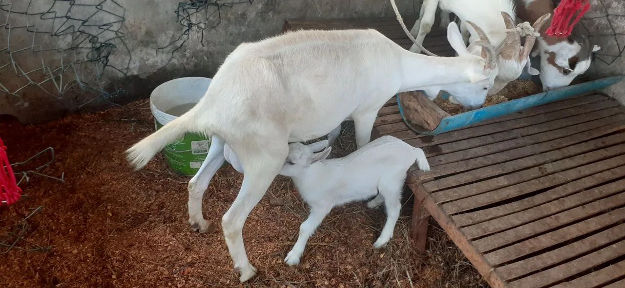 Cabras e bode para vender ou trocar - Foto 3
