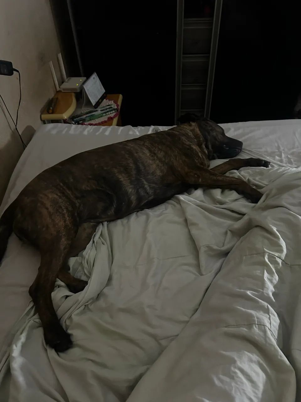 Cachorra  - Foto 3