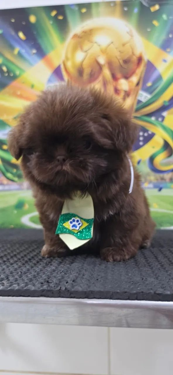 Shihtzu Macho Chocolate