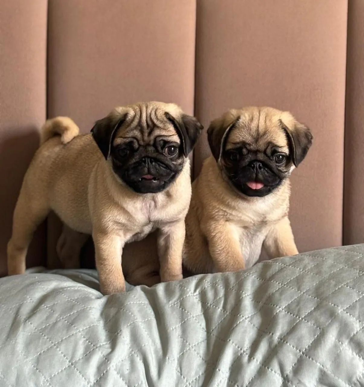 Pug com 60 dias vacinada 