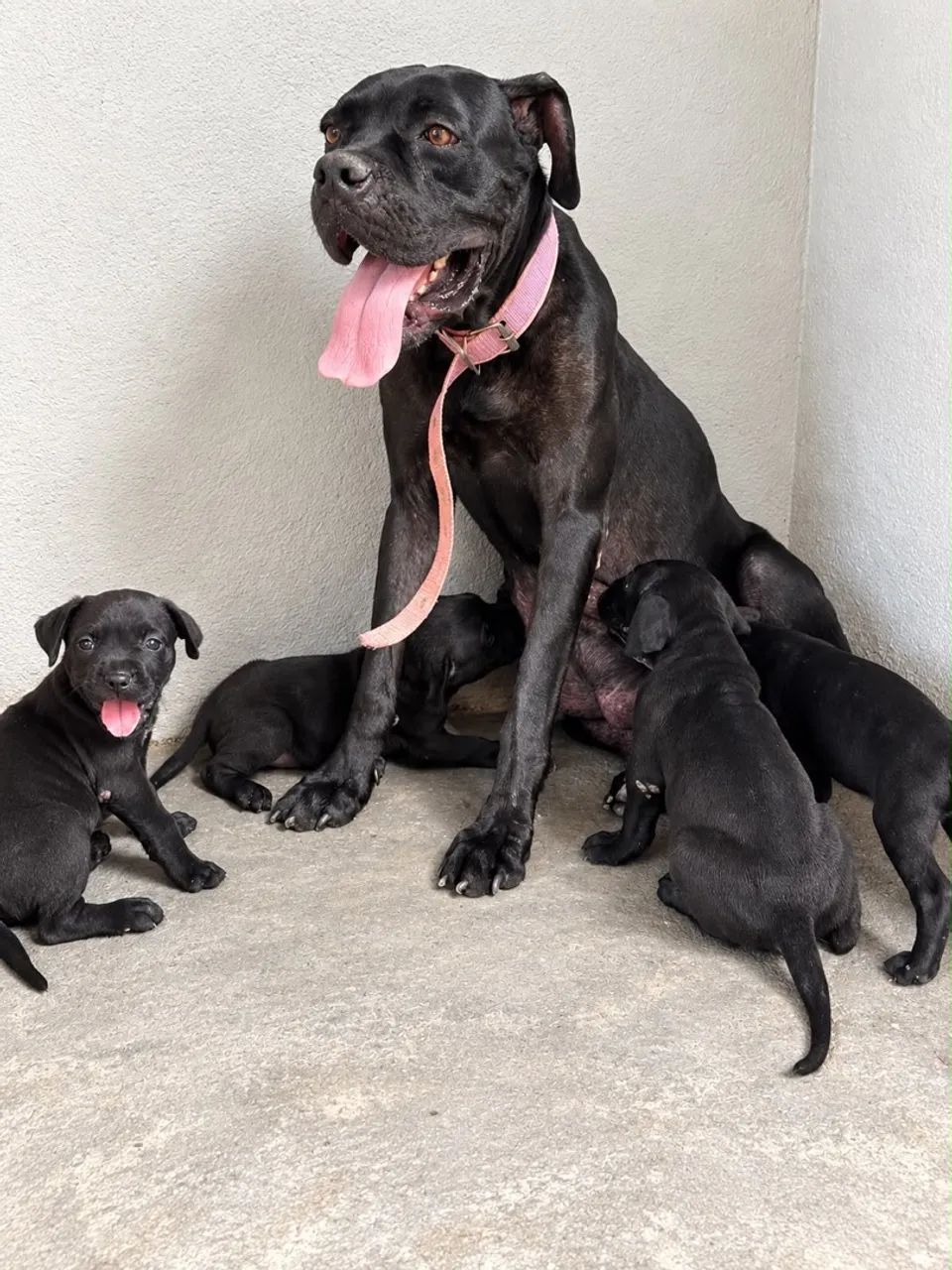 ? CANE CORSO PURO - FILHOTES - Foto 4