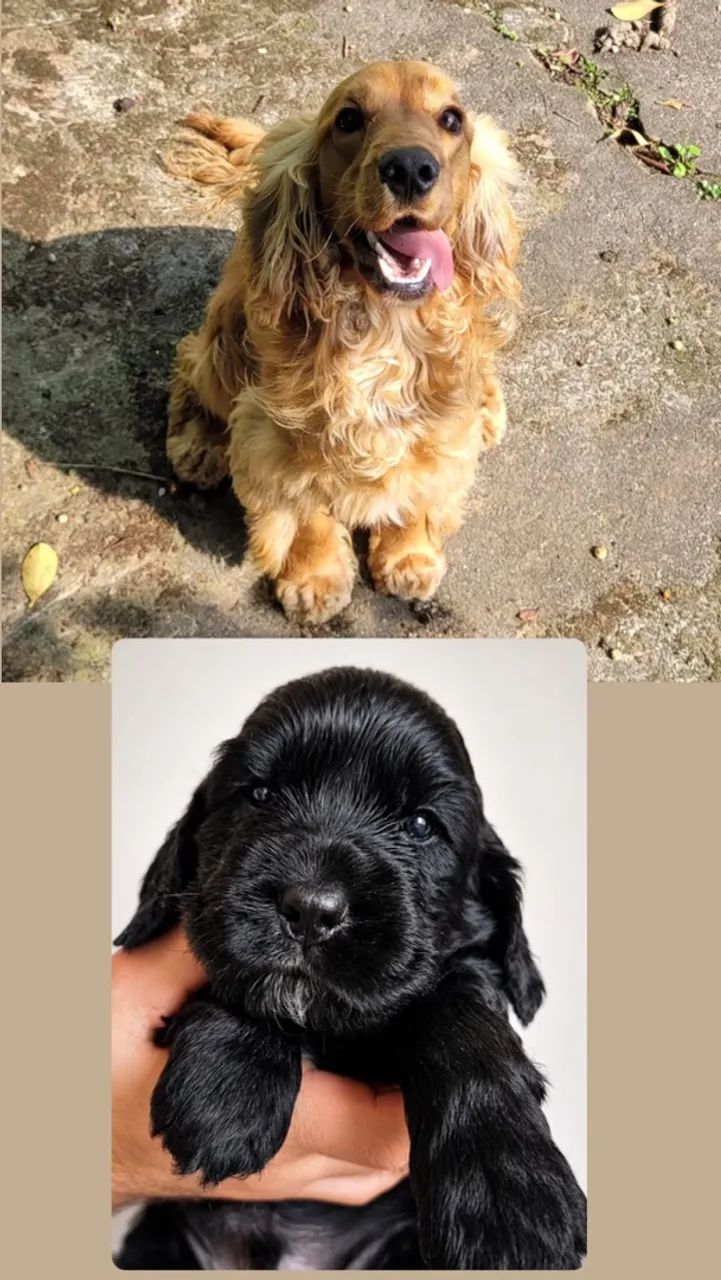 Cocker preto - Foto 2
