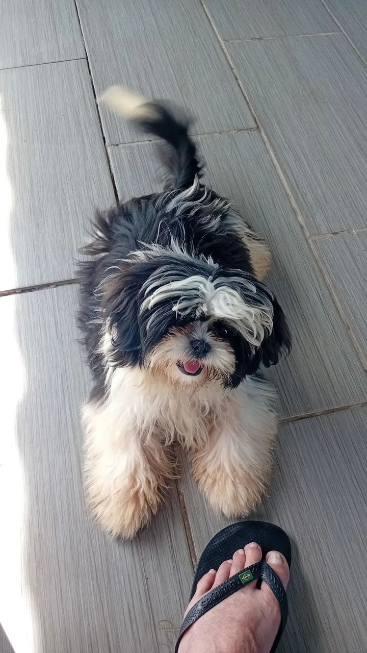 Vendo  shiatsu macho 