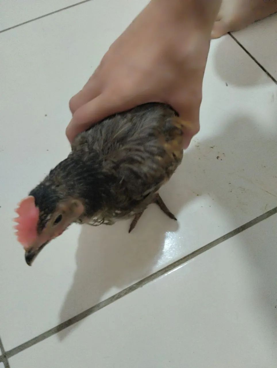 Frango - Foto 2