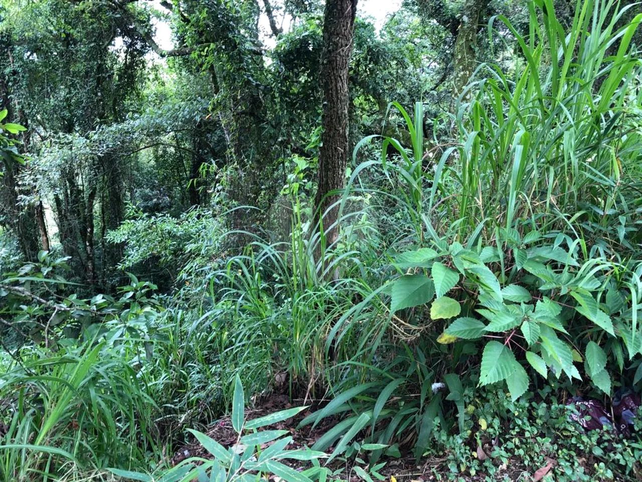 Terreno à venda em Barreiro - SP - Foto 3