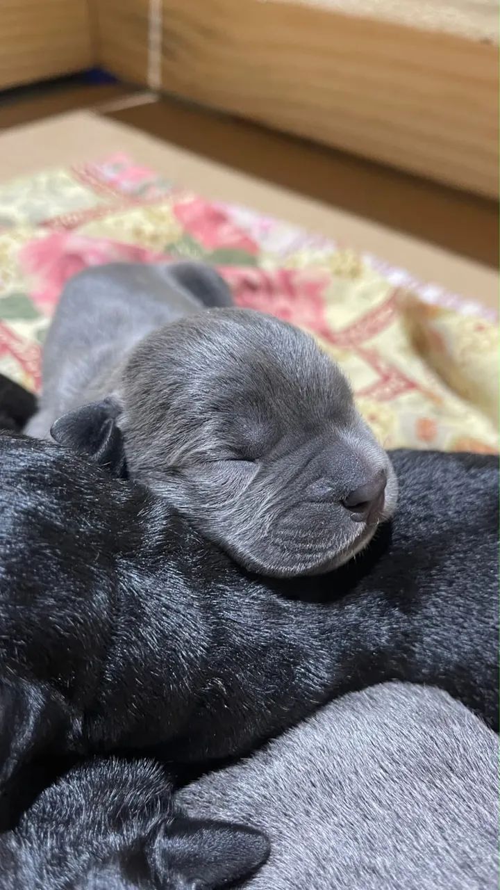 Filhote cane corso  - Foto 5
