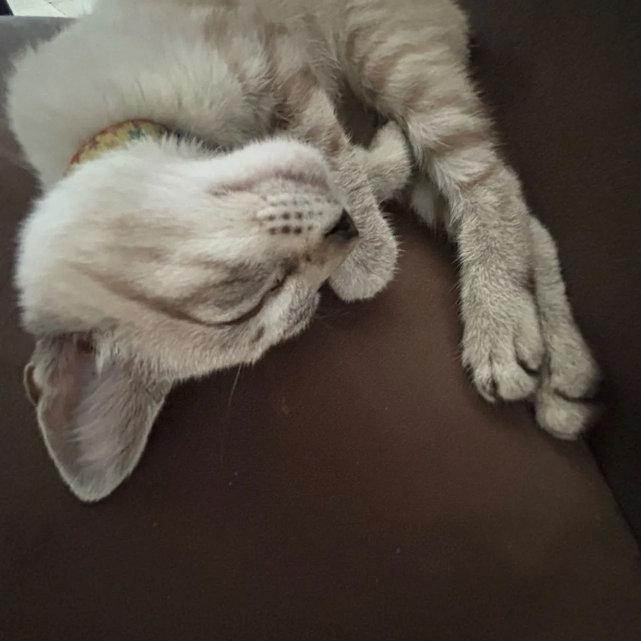 Doação de gatinha filhote