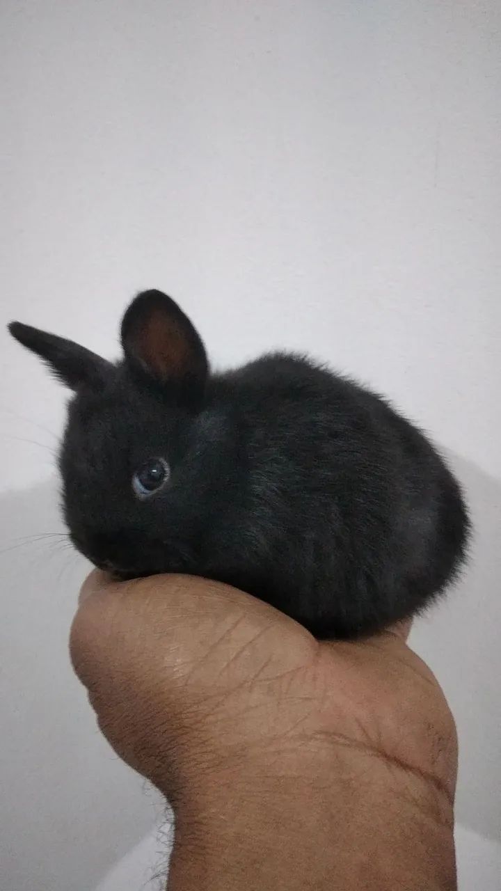 Filhotes de mini coelhos  - Foto 3