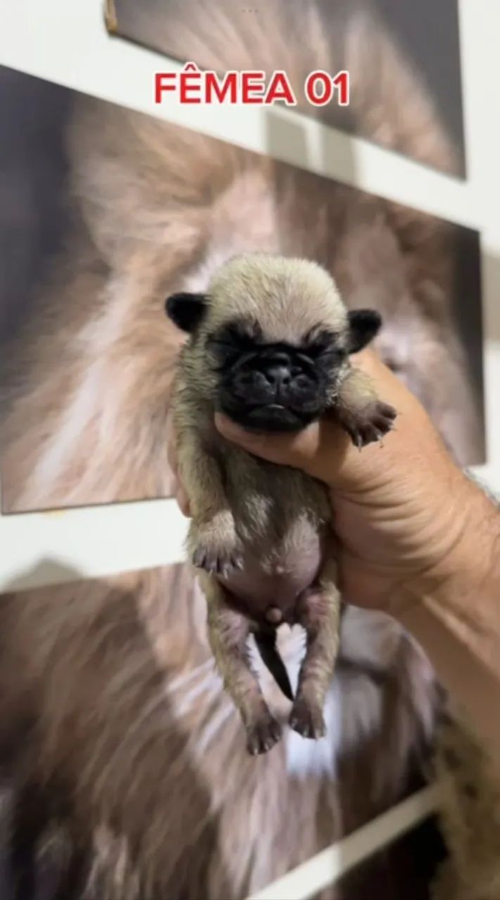 Pug - Foto 3
