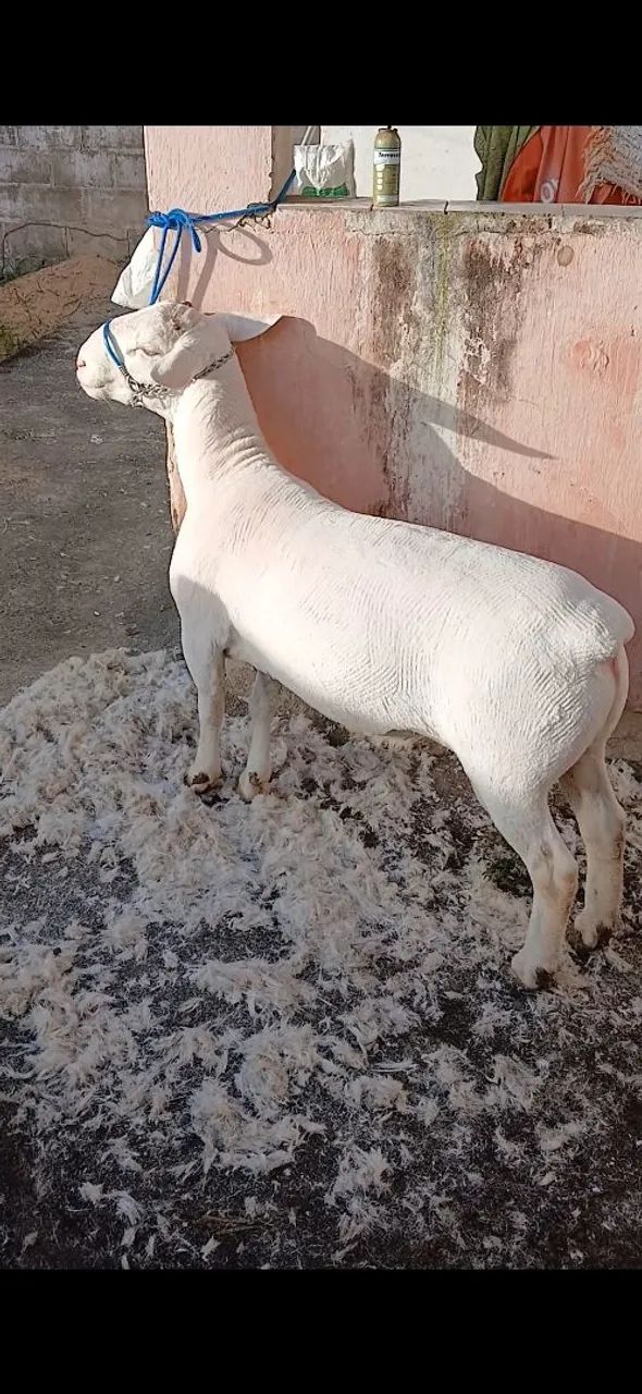 Carneiro white Dorper - Foto 2