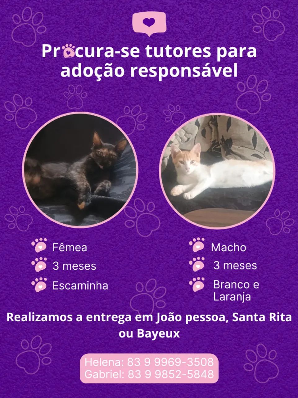Gatinhos para adoção