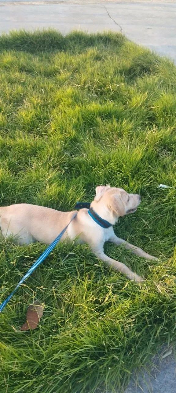 Vendo labrador 5 meses - Foto 5