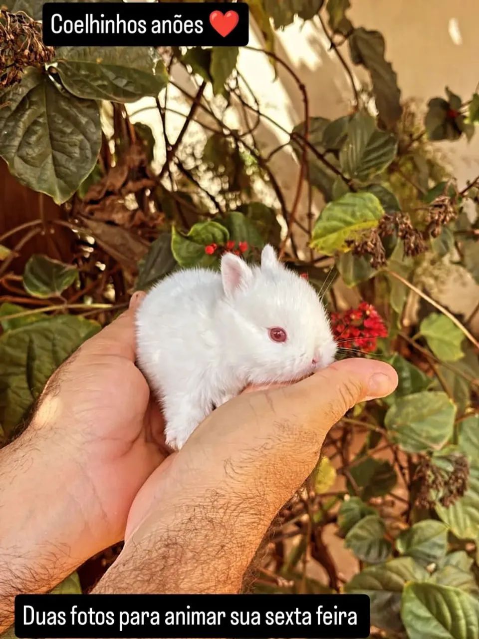 Coelhinhos anões ? - Foto 2
