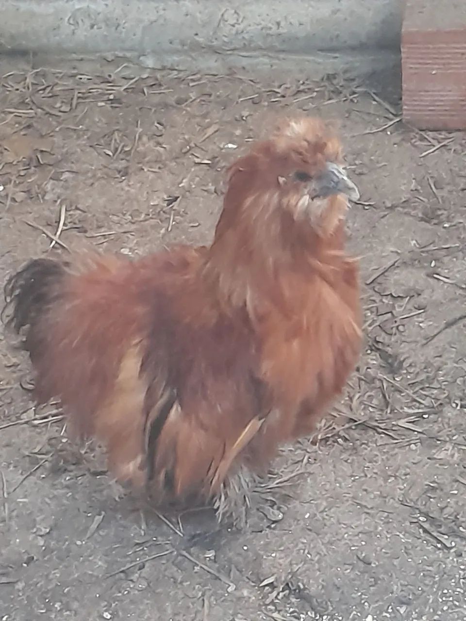 galinha - Foto 4